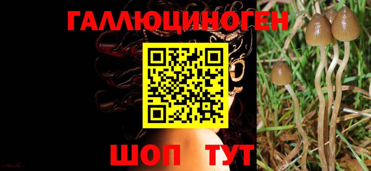 Изобильный  Псилоцибиновые грибы Psilocybine cubensis  Вход с VPN  Псилоцибиновые грибы GOLDEN TEACHER 